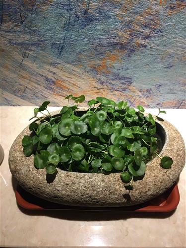 長春高新生長激素集采傳聞引發跌停，公司回應“市場預期但未獲信息”